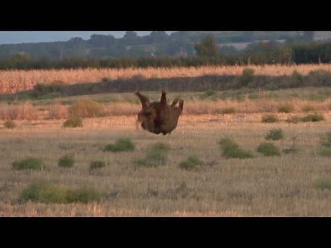 SELÇUK POSLU; 100 METRDEN DEV DOMUZU TAKLA ATTIRMA