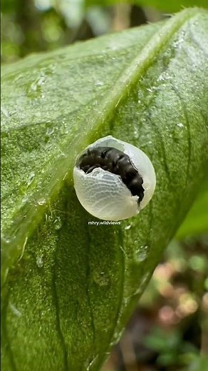 metamorphosis process of butterfly, cocoon and caterpillar #wildlife #butterfly #metamorphosis