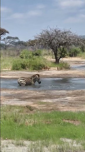 A zebra drinking water by the river was attacked by a crocodile #animallife #animals #animalworld