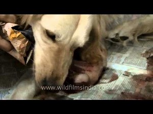 Golden Retriever giving birth to her pups!
