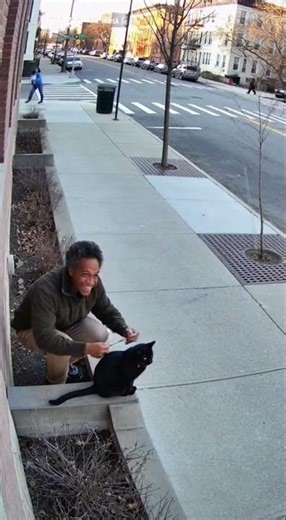 Unexpected Footage of A Bombay Cat Has People Talking