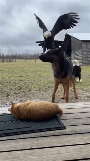 Dog vs Eagle 😰