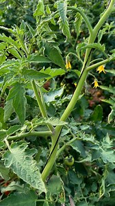 1.8M views · 7.6K reactions | Pruning tomato  plants #garden #reels #food #agriculture #tomato #vegetables #farming #satisfying #reels #fruits #harvesting #shorts | JUMOH Han | Facebook