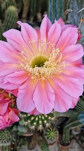 247 reactions | Flying Saucer and more! One of the best cactus hybrids ever made! ❤️ | Cactus Jerk | Facebook