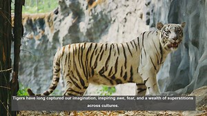 10 Tiger Superstitions: Cultural Beliefs About These Big Cats