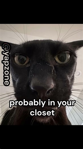 Don't freak out #cat #catmemes #memes #fyp