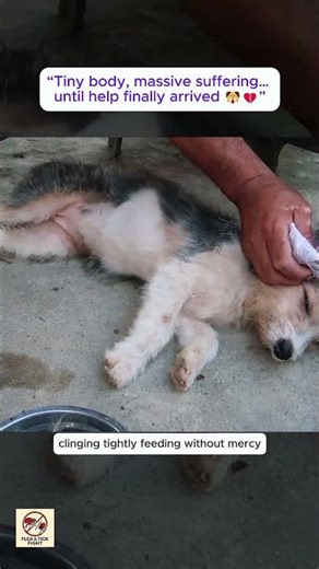 Severe Tick Infestation on Puppy 😢 | Massive Tick Removal From Puppy’s Body & Ears