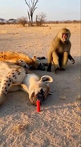 🤣 prank monkey with hyena #hyena #monkey #firecracker #momentfunny #prank #wildlife #hyenashock