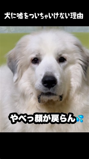 嘘つくと顔面が大変なことになる愛犬 #グレートピレニーズ #大型犬 #愛犬 #かわいい犬 #greatpyrenees
