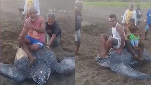 [VIDEO] A Group Of Men Took Turns To Ride A Leatherback Turtle As It Struggles To        Escape