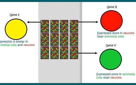 DNA 微阵列 || 使用微阵列进行基因表达分析Microarray Technique -- DNA Microarray搬运视频