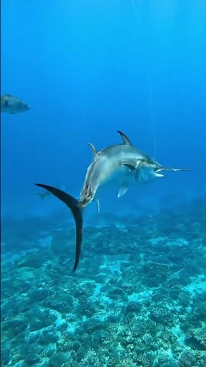 Swordfish strikes with precision—speed and power in open water