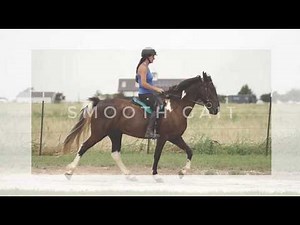 Spotted Saddle horse learns smooth gait