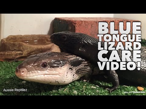 Blue Tongue Lizard Care Video!!
