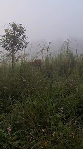 สายแล้วหมอกยังไม่จางเลย9โมงครึ่งหมิกยังหนาตึ๊บเลย #ฟังเพลงเก่าเพราะๆ #เพลงลูกทุ่งหมอลํา #เพลงหมอลำยอดฮิต #เพลงลูกทุ่งยอดฮิต #เพลงฮิตติดกระแส #เพลงดังในตำนาน #เพลงเก่าฟังเมื่อไหร่ก็เพราะ #หมอกลง #เลี้ยงวัว | Natcharee Kit