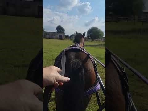 Marathon driving explained briefly