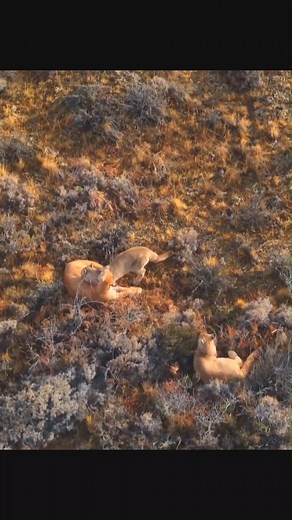 Puma attack penguin #wildanimals #animal | Animal World