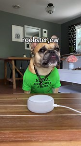 Dog reacts to Alexa sounds. | Gus Gus In The City