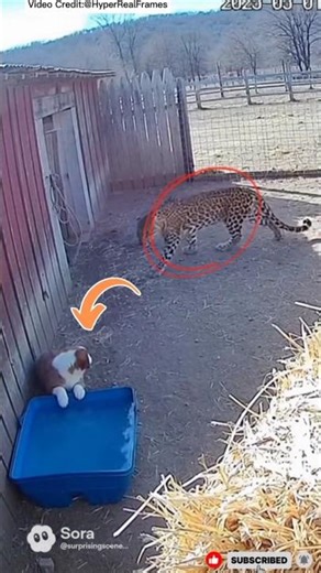 CCTV Captures Baby Deer Crying for Help… And What the Elephant Did Will Melt You 😭