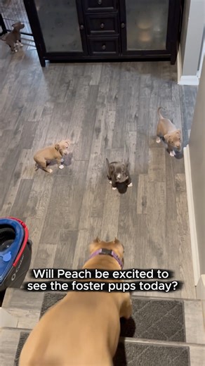 Auntie Peach is obsessed with her foster puppies!#peach #puppy #tapdance #bestauntever #funnydogs #fosteringsaveslives #pawsitivetailskc | Pittiehoarder