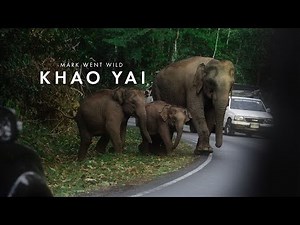 ELEPHANT PARADE ALERT: Unforgettable Roadside Experience at Khao Yai National Park!
