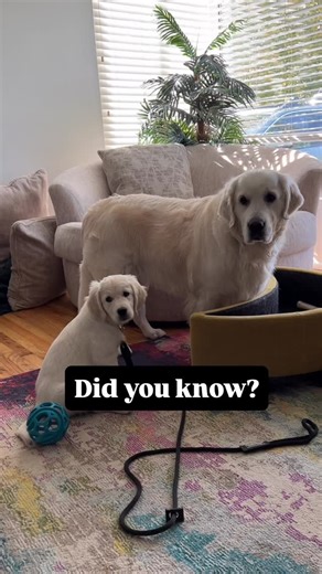 I’ve been getting the most beautiful reviews and testimonials about time with Biscuit and its affect on your mental health so I’ve been researching exactly why this is❗️ I love this stat and find it to be absolutely accurate. What do you think?🤔 “With as little as 5-20 minutes of petting or hugging of a therapy dog, your anxiety can be reduced by 24%.” We’ve got some free events coming up! (Nov 12 & 13 in SLC) Check Biscuit’s calendar here: BiscuitOnAMission.com | Biscuit On A Mission