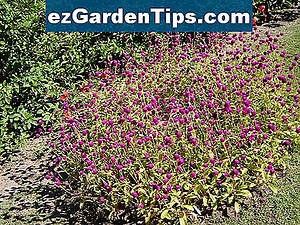 Cómo cuidar una planta de Gomphrena 🌱 Tips Jardineros - Es.ezGardenTips.com