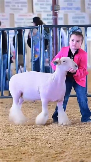 🥶 Day 3 of the Black Friday Shows was cold, but the sheep & goat shows were smokin'! Show Photo by Katina & her team snapped a bunch of great pics - you can grab yours here: www.weknowlivestock.com | The Cowboy Classic Show Series