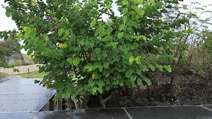 Camera Dolly Moving Reveal Background Garuda Stock Footage Video (100% Royalty-free) 3415248445 | Shutterstock