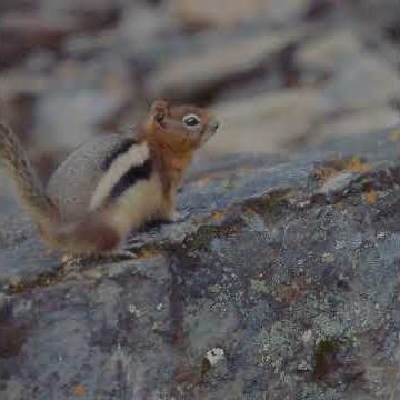 How To Get Rid of Chipmunks
