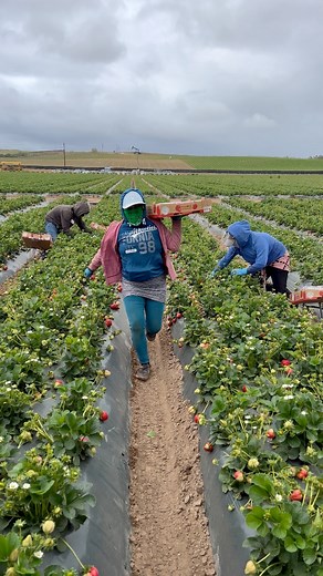 Cosecha de fresa 🍓 en Santa María California, la mejor cuadrilla de rancho 8 ✌️🤙🇺🇸🇲🇽 | Adan Mendoza