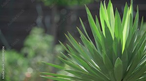 Leaves close detail of Yucca gloriosa Lone star variety