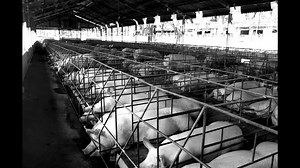 32 reactions | Factory Farming is a main contributor to the ongoing...