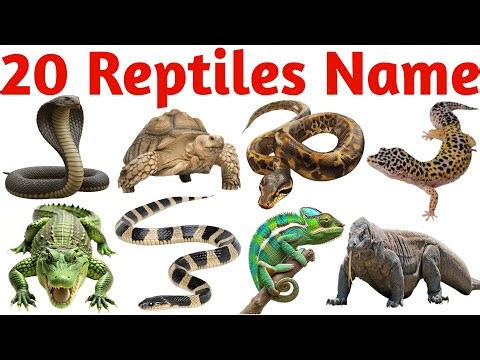 20 Reptiles Names for Kids 🦎🐊🐍|Learn Reptile Names in English| Fun Learning with Sonam Mam Ki Class🌈