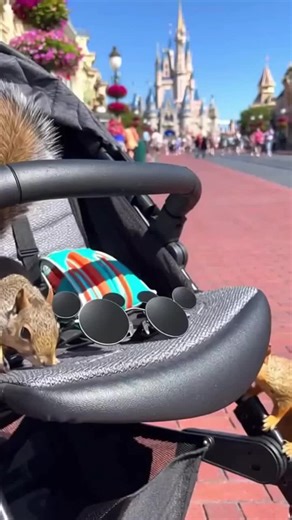 Dear Thompson family, Finders squeakers! Thank you for the Mickey Mouse sunglasses. We've seen everyone else wearing them around the park and now we get to look magical too 🕶🐿 #mickeysunglasses #magickingdom #magickingdompark #disneyadult #DisneySquirrels