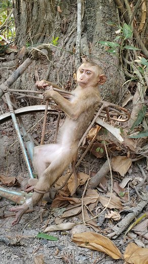 Spotted a very pity tree-rat really in danger now #Poorlittlemonkey #Babymonkey #Helpbabymonkey #Recusemonkey #Babymonkey #Sadbabymonkey #monkeylove #monkeylife #monkeyfun #Monkeyvideos #Monkeylover | Monkey Fiya | Facebook