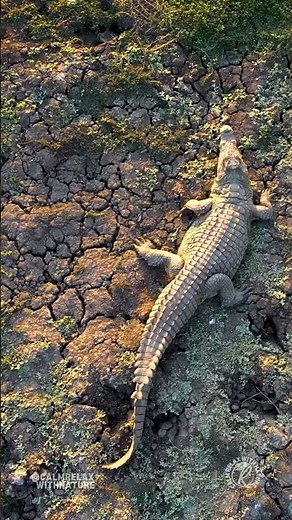 Crocodile Running Fast Into Water🐊💦