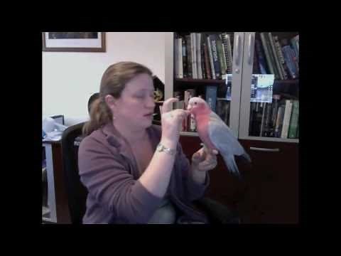 Galahs as first birds/How loud are galahs