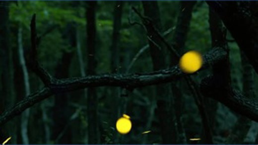 Here's how to see synchronous fireflies at Congaree National Park in May