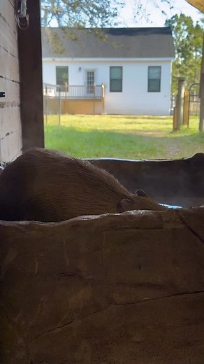 6.3K views · 752 reactions | A chilly day is the perfect time for a steamy hot tub  But do you know if that’s Pumpkin the capybara… or Cheese 燎 #capybara #capybaras #chilly #hottub #spa #spaday #cuteanimals #funnyanimals #capybaralove #capybarasofinstagram #capybaras_for_life #capybarawatch #cute | Dark Wings Wildlife & Education | Facebook