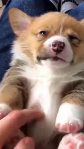 dog sleeping compilation - cute dog sleeping - dog video