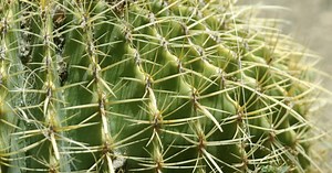 Phoenix incentivizes sustainable landscaping with financial rewards for grass removal