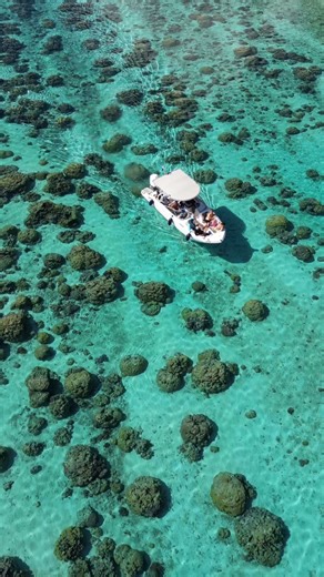 63K views · 880 reactions | Un monde fascinant 視Les jardins de corail sont des trésors vivants aussi beaux que fragiles que nous avons la chance d’explorer… et le devoir de préserver #frenchpolynesia #coralgarden #coral #corail #borabora #polynesiefrancaise #reefdiscovery #boraboraisland #snorkeling #reefdiscoveryborabora | Reef Discovery Bora Bora | Facebook