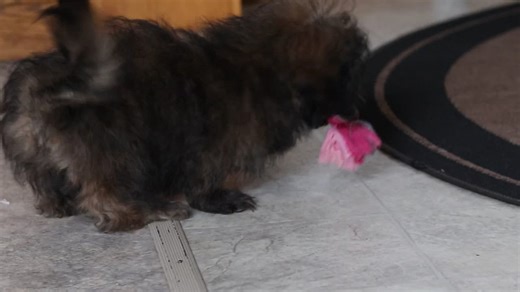 Shih-Poo - Shihpoo puppy for sale