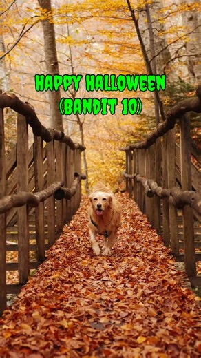 20K views · 483 reactions | Bandit 10 is ready to celebrate at his new home in Lehigh. We had him out only a few days ago out there. 﫶﫶Without giving details this guy is a complete beast and survivor. Now happily living with Edna and Pete Bryers so they can all retire in style together. #dogcharity #halloween #theirbestdayever #survivordog #rescue #beastmode #lehighvalley #seasonofthewitch慄‍♀️驪 | Their best day ever | Facebook