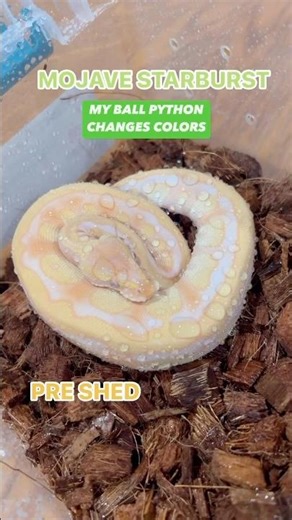 My Ball Python Changes Colors😍🔥🐍