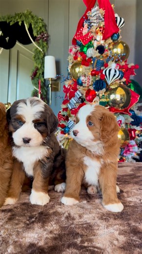 All eyes on these cuties✨😍 #bernedoodle #bernedoodlesofinstagram #bernedoodlelove #bernedoodlenation #doodlelove #doodlenation #doodlelineup #puppyreels #cutepuppy #puppiesofig #dogreels #dogsofinstagram #puppylove #doodlepuppy #bernedoodlepuppy #bernedoodlelife #reelsinstagram #reelitfeelit #viralreels #explorepage | Namaste Bernedoodles