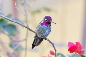 Dead Hummingbird Symbolism: 7 Superstitions & Omens