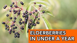 Tracking Skunk Catching for 30 Days on Farm