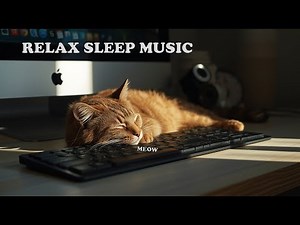 Warm Cat Playlist | Calm Lo-fi & Acoustic Jazz for a Relaxing Day